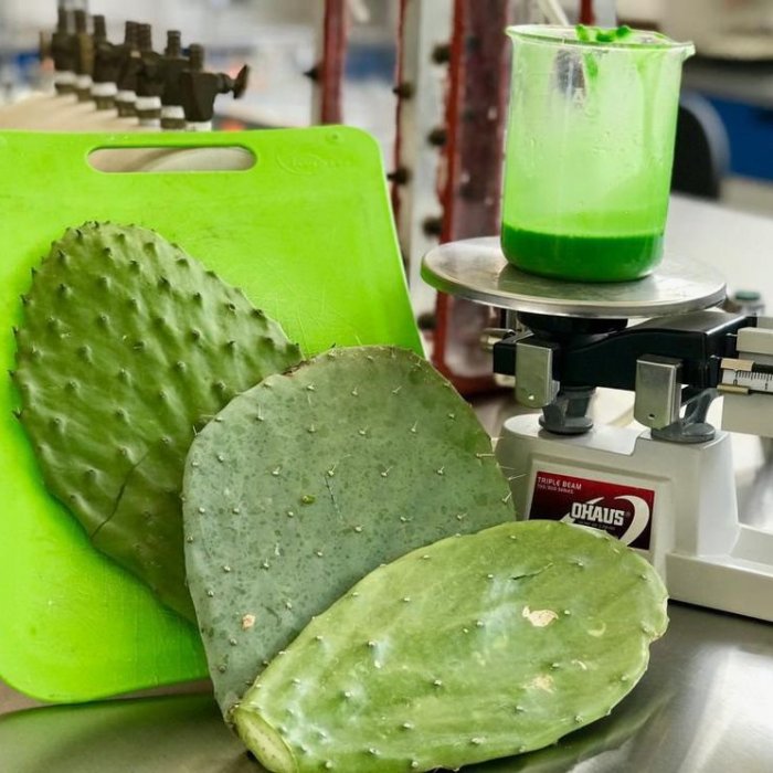 Кактус превращается в биопластик - миф или реальность?